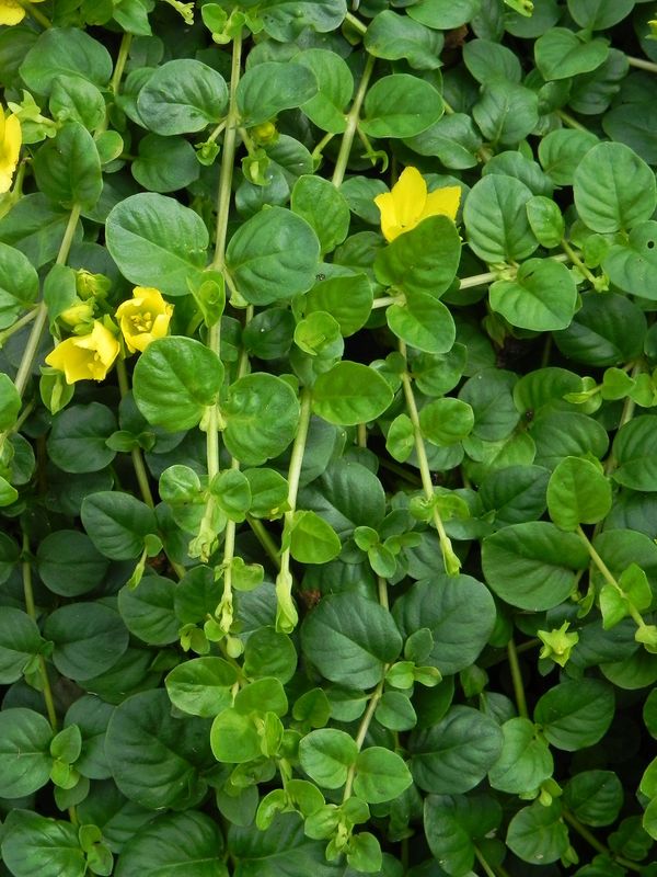 Lysimachia nummularia