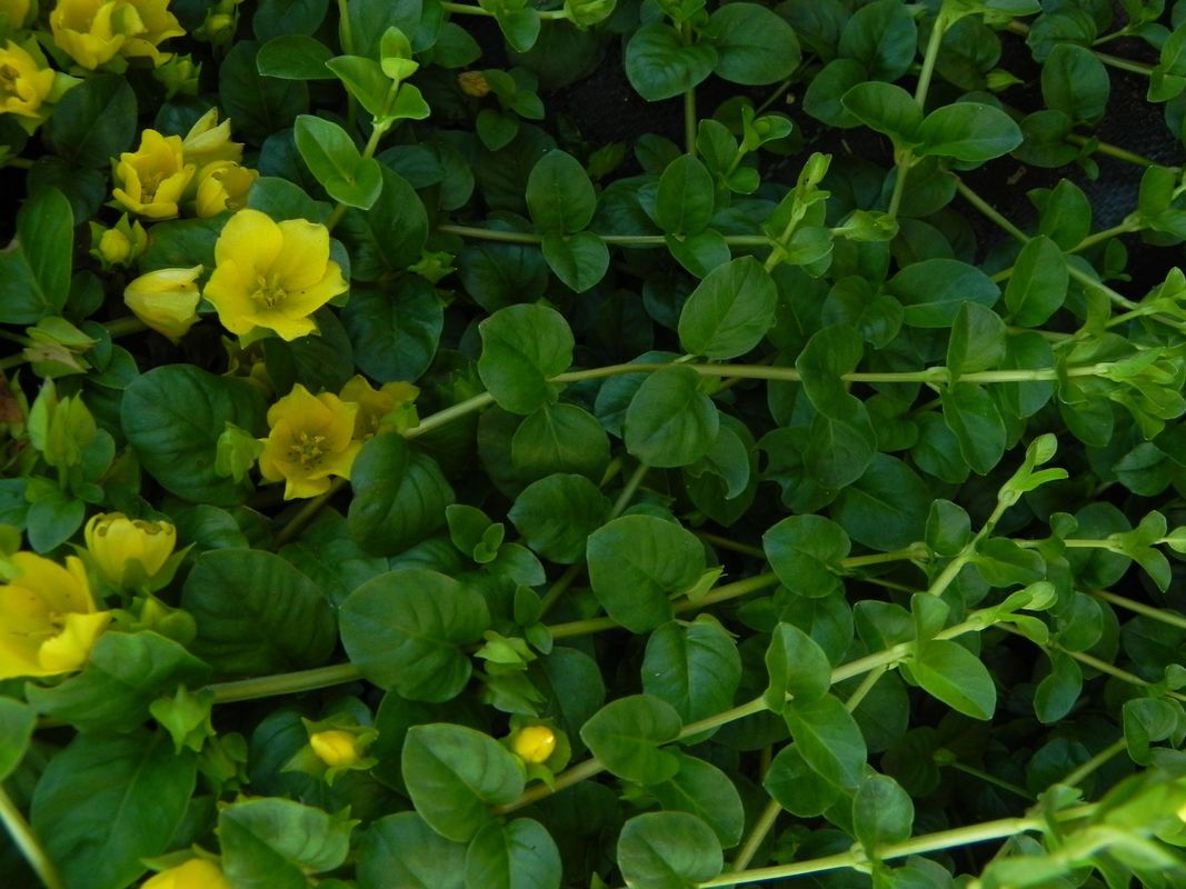 Lysimachia nummularia