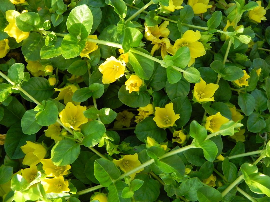 Lysimachia nummularia