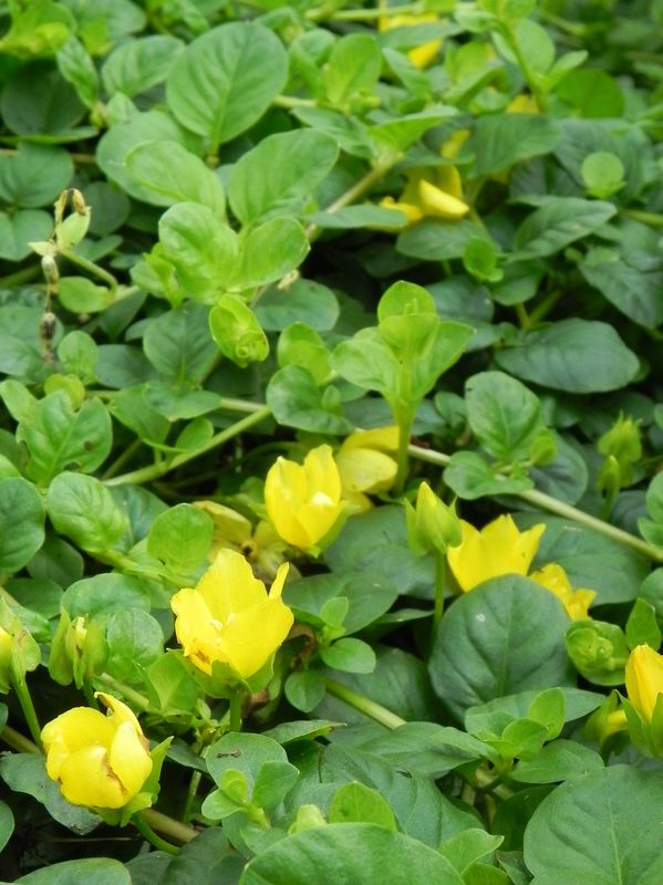 Lysimachia nummularia
