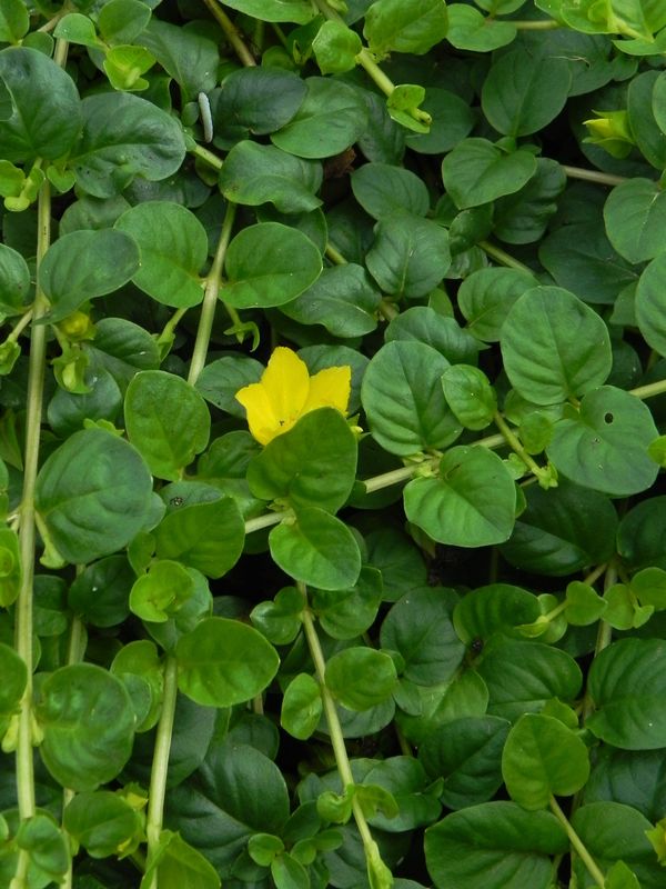 Lysimachia nummularia
