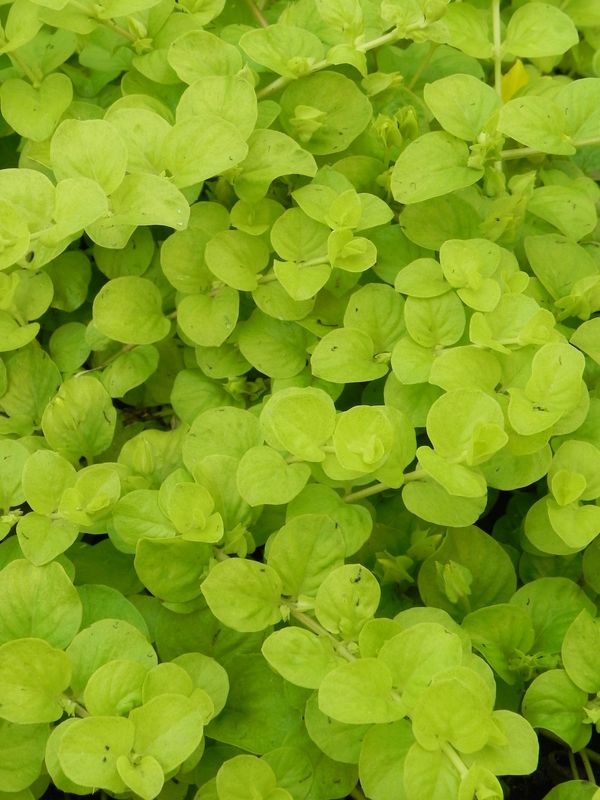 Lysimachia nummularia ‘Aurea’