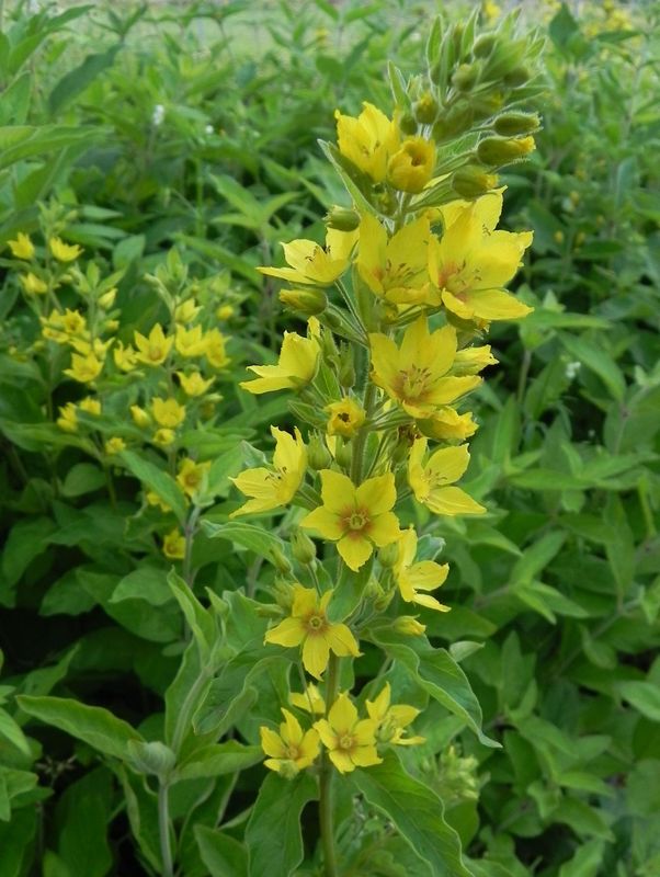 Lysimachia punctata