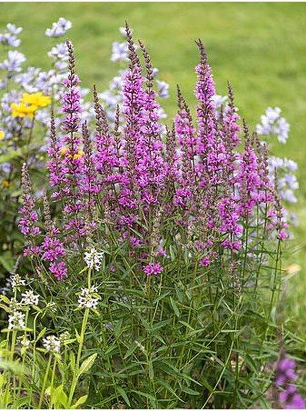 Lythrum hybrida ‘Luminara Hot Pink’