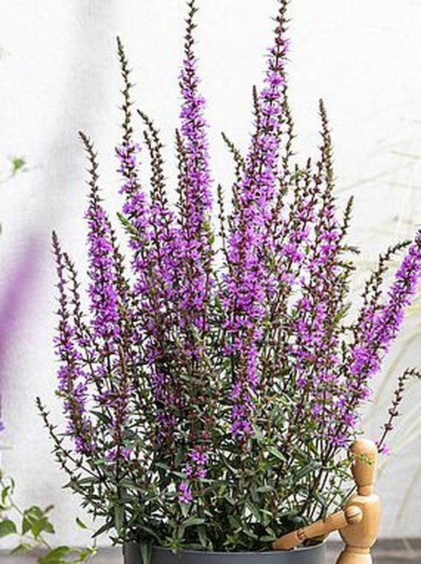 Lythrum hybrida ‘Luminara Lilac’