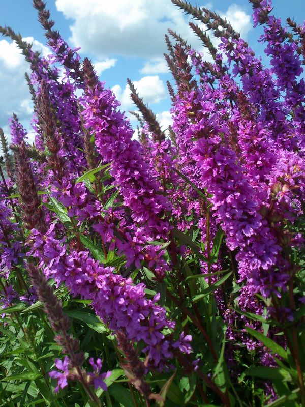 Lythrum salicaria ‘Rosy Gem’