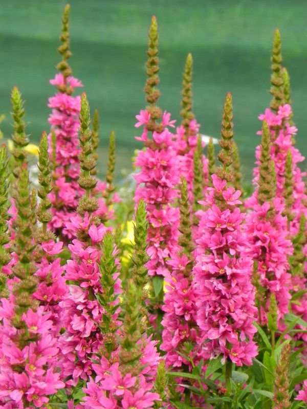 Lythrum salicaria ‘Robert’