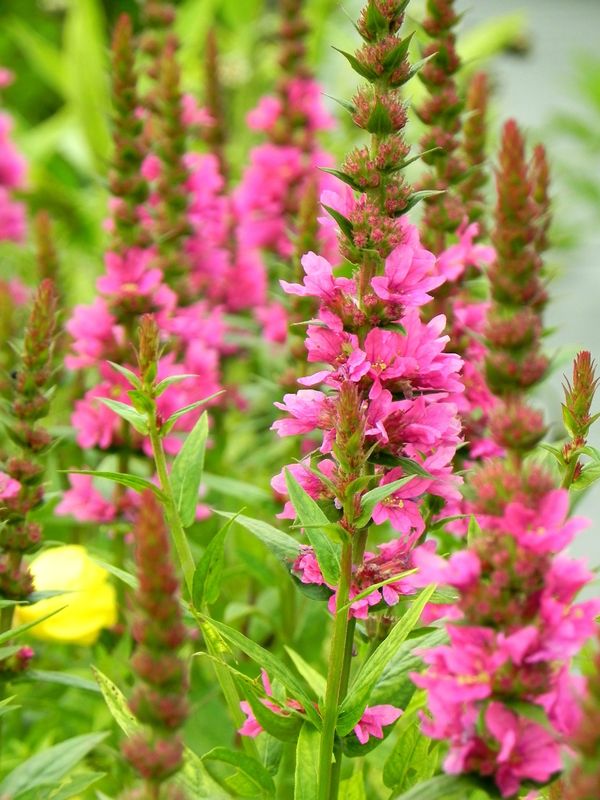 Lythrum salicaria ‘Robert’