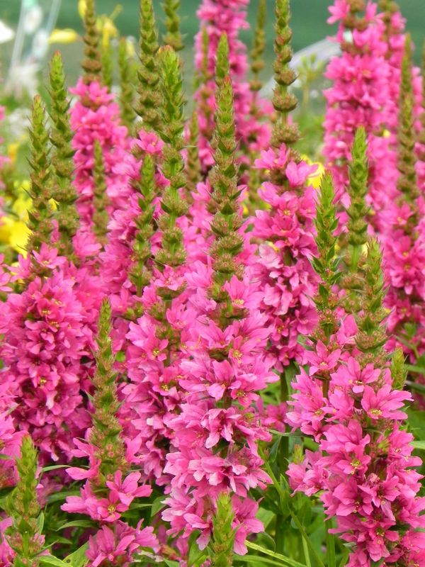 Lythrum salicaria ‘Robert’