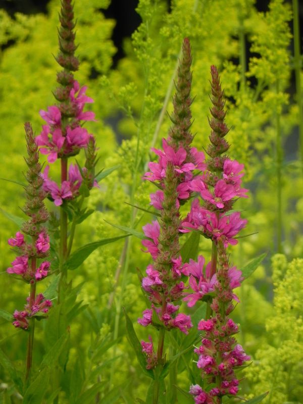 Lythrum salicaria ‘Robert’