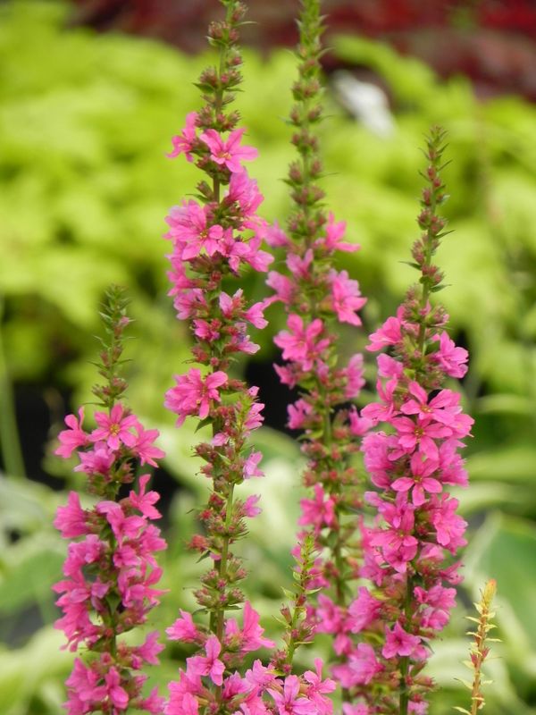 Lythrum salicaria ‘Robert’