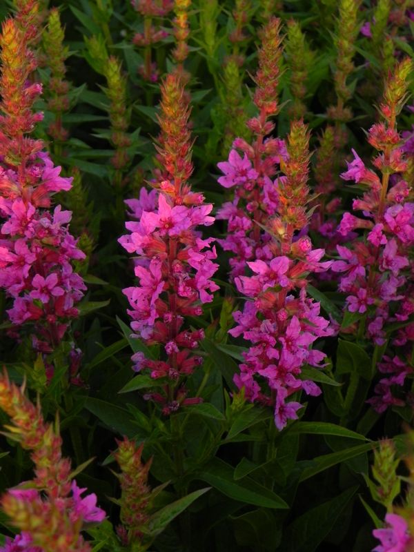 Lythrum salicaria ‘Robin’