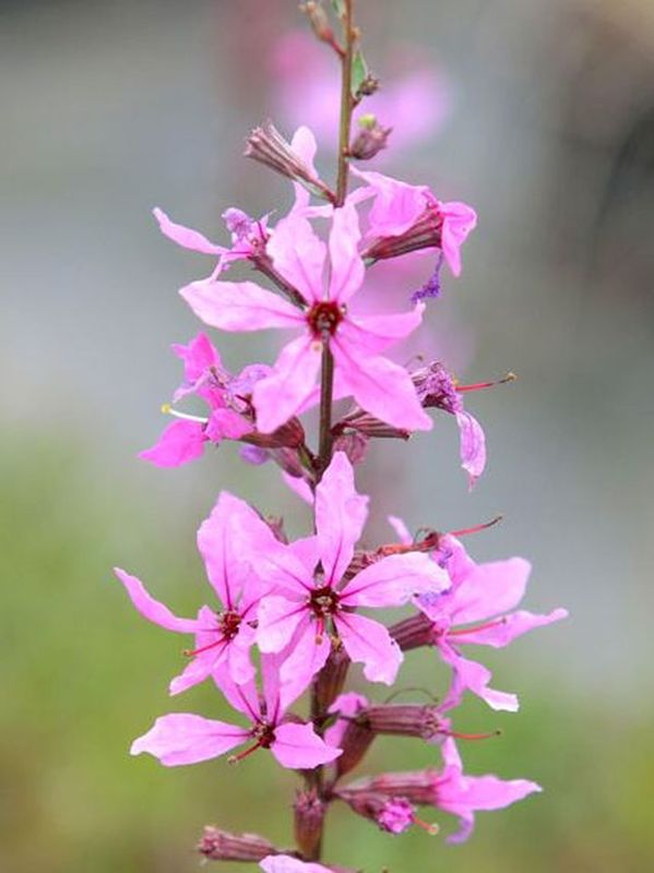 Lythrum salicaria ‘Rose Queen’