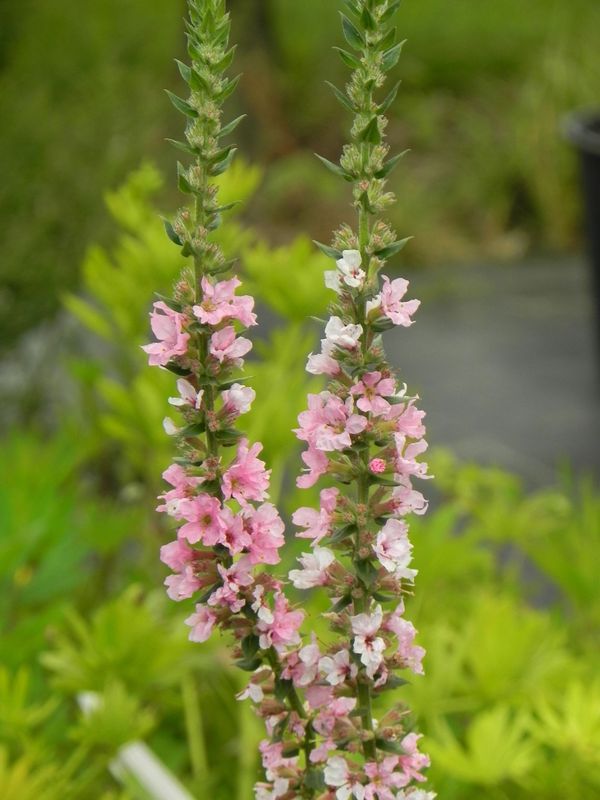 Lythrum salicaria ‘Blush’