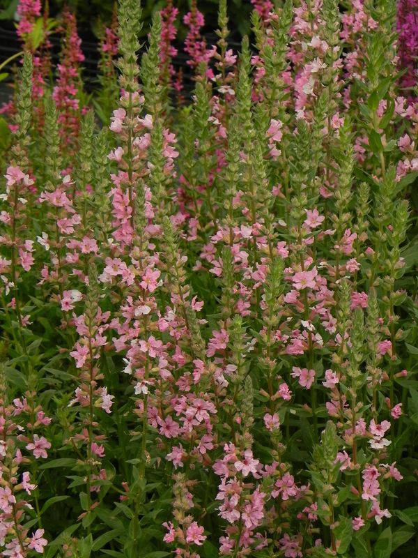 Lythrum salicaria ‘Blush’