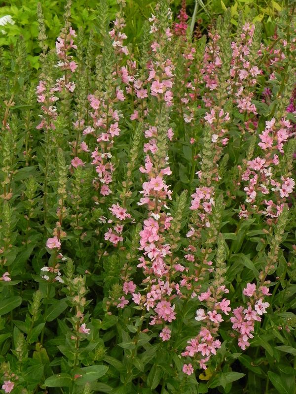 Lythrum salicaria ‘Blush’