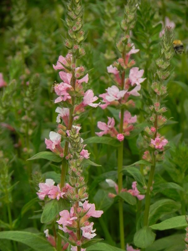 Lythrum salicaria ‘Blush’