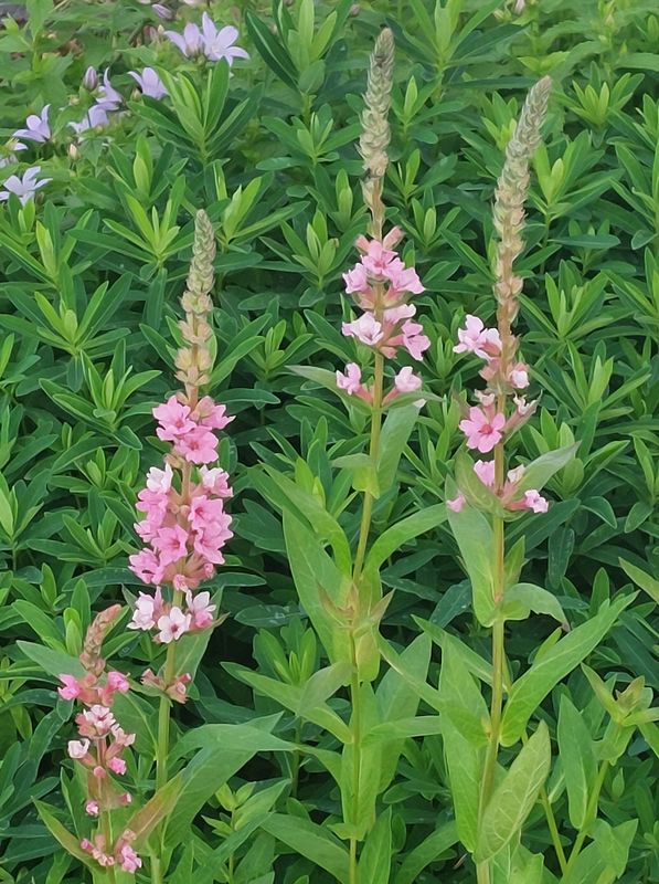 Lythrum salicaria ‘Blush’