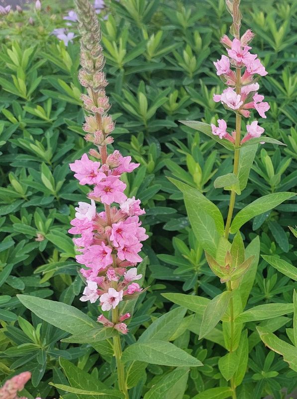 Lythrum salicaria ‘Blush’