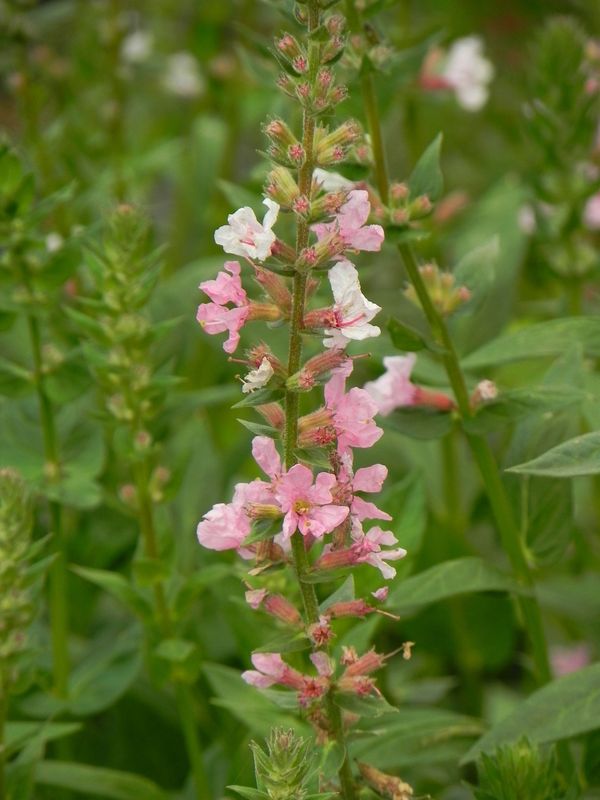 Lythrum salicaria ‘Blush’