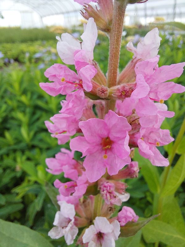 Lythrum salicaria ‘Blush’