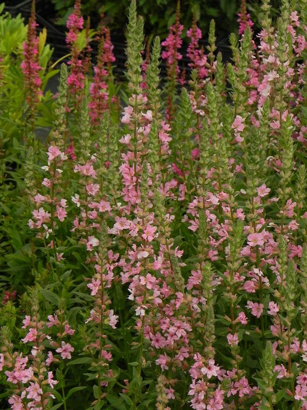 Lythrum salicaria ‘Blush’