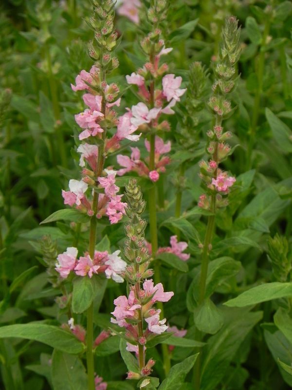 Lythrum salicaria ‘Blush’