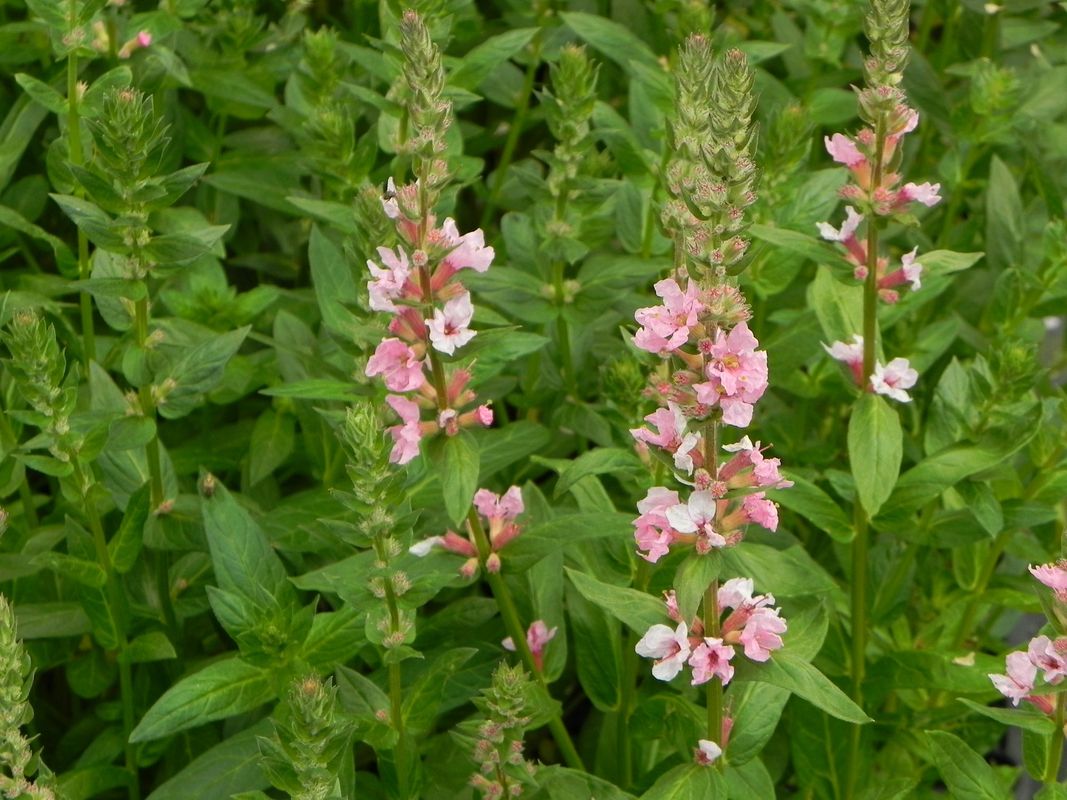 Lythrum salicaria ‘Blush’