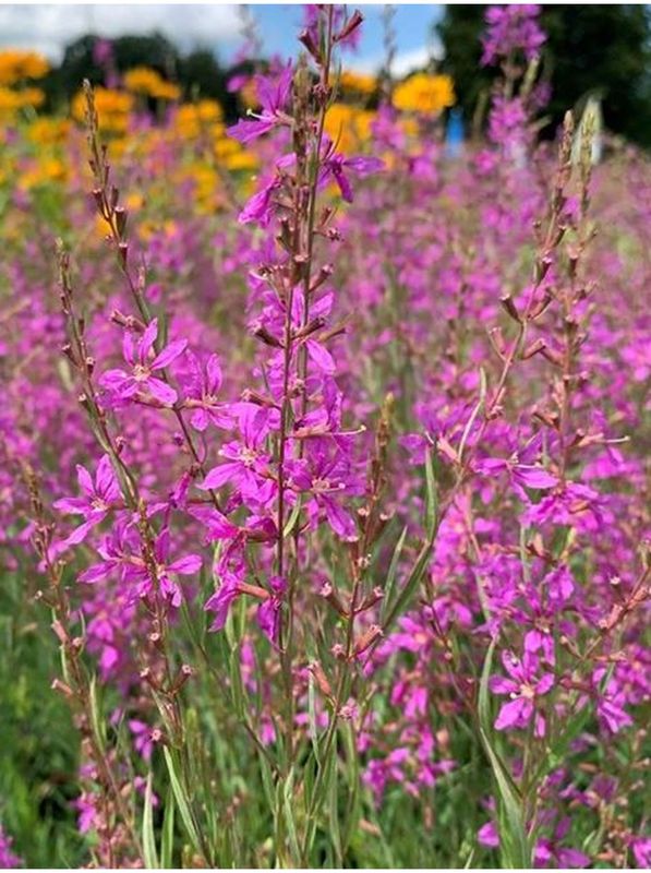 Lythrum salicaria ‘Swirl’
