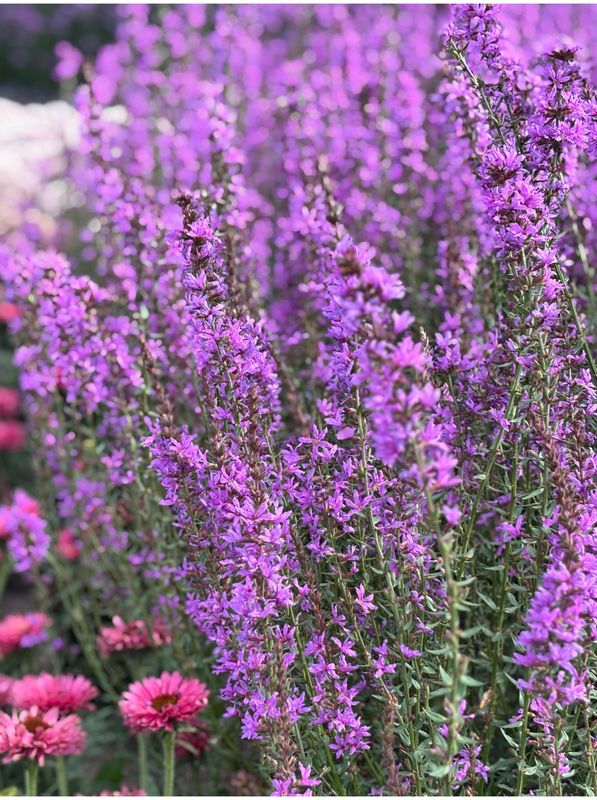 Lythrum salicaria ‘Fairytales Purple’