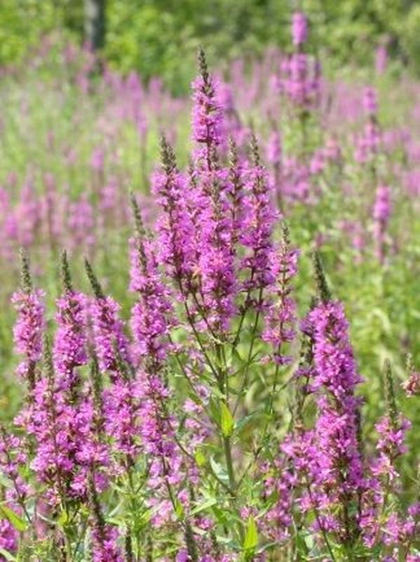 Lythrum virgatum ‘Rose Queen’