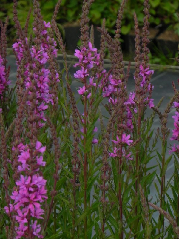 Lythrum virgatum ‘Rose Queen’