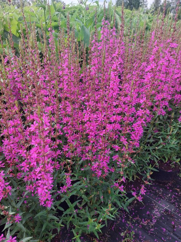 Lythrum virgatum ‘Dropmore Purple’