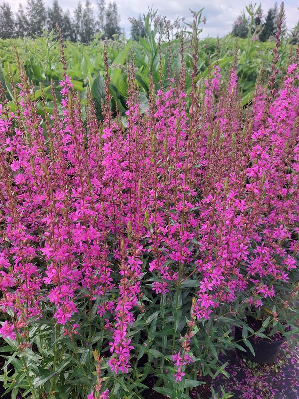 Lythrum virgatum ‘Dropmore Purple’