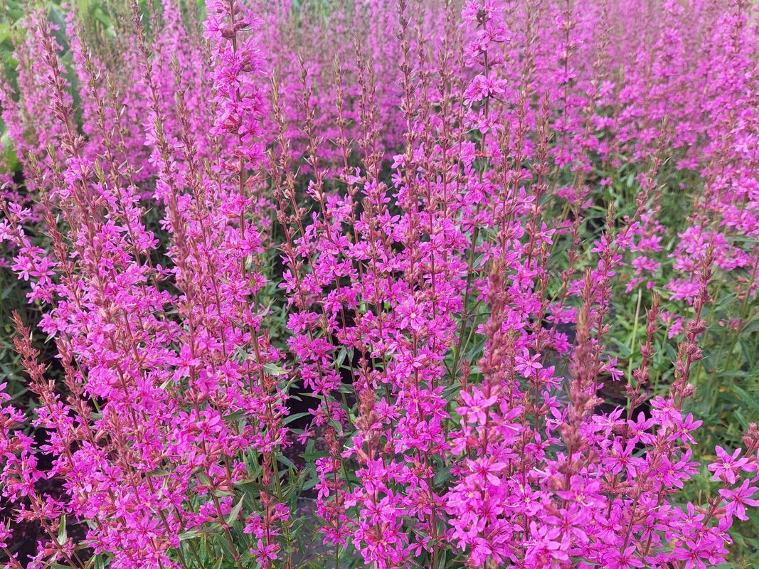 Lythrum virgatum ‘Dropmore Purple’