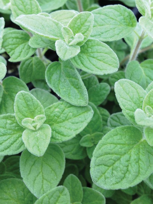 Majorana syriaca ‘Zaatar’