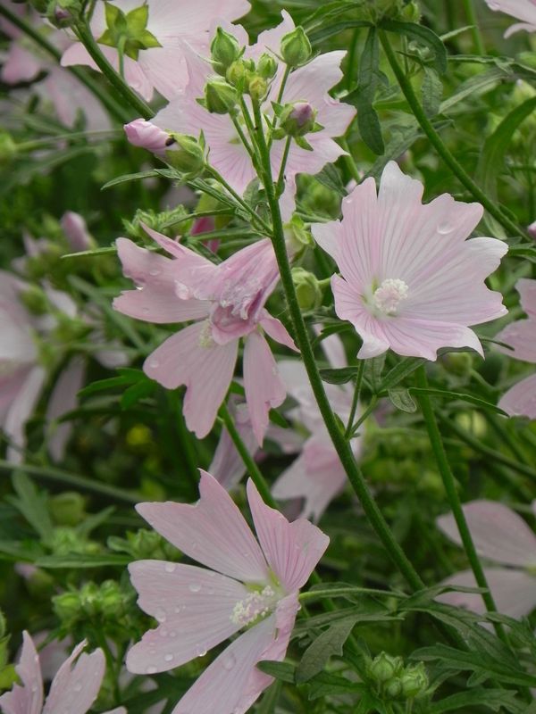 Malva alcea