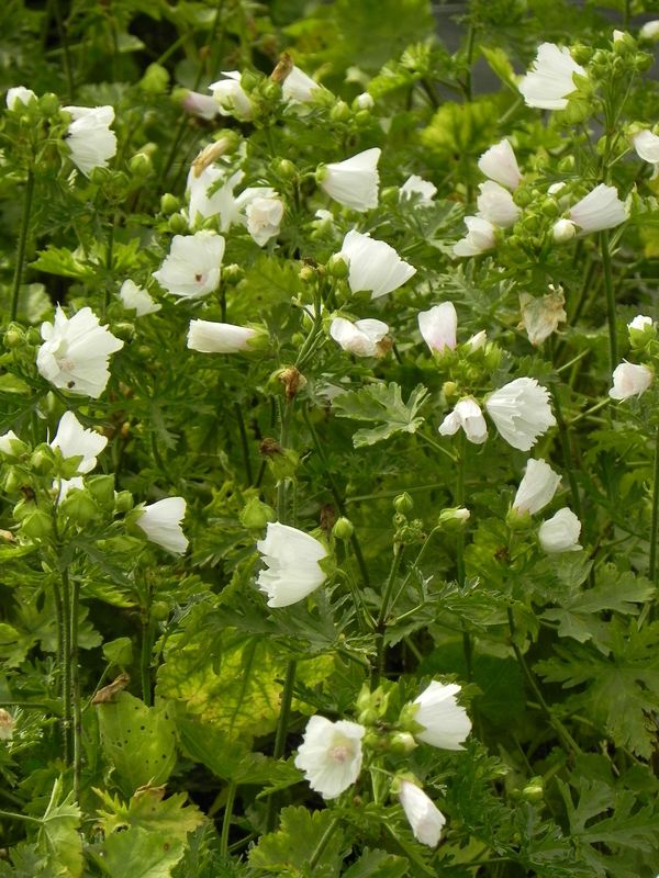 Malva moschata ‘Alba’