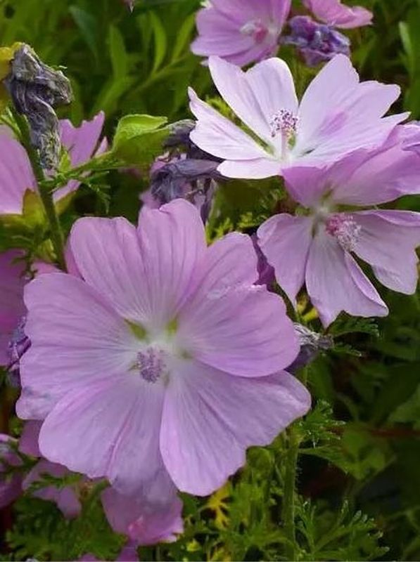 Malva moschata ‘Rosea’