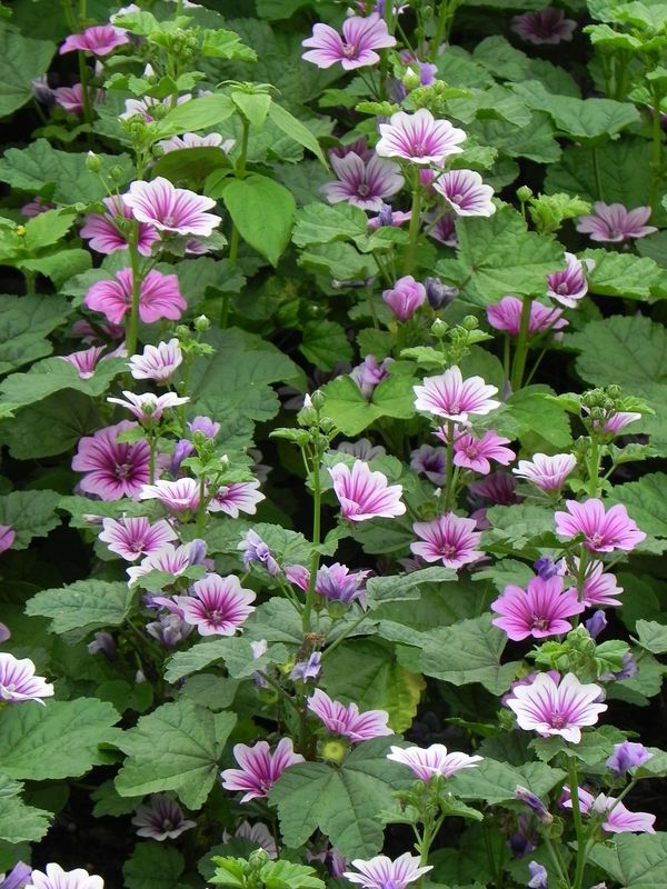 Malva sylvestris ‘Zebrina’