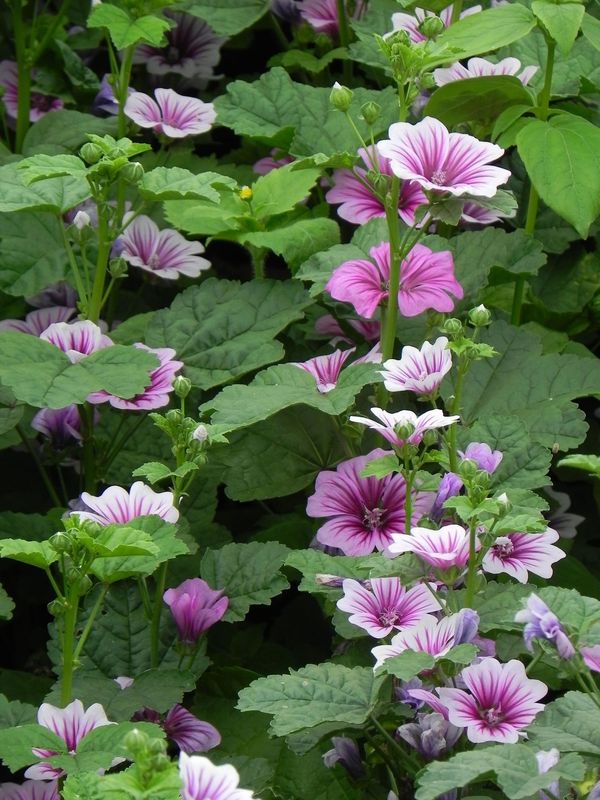 Malva sylvestris ‘Zebrina’