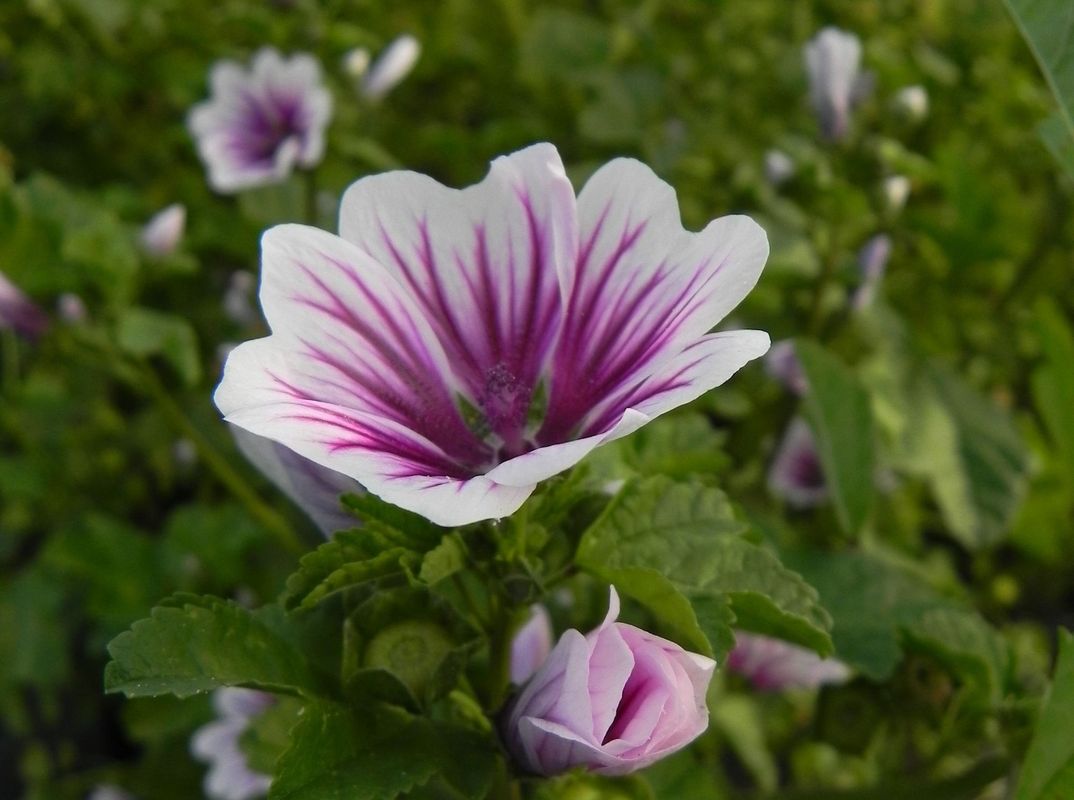 Malva sylvestris ‘Zebrina’