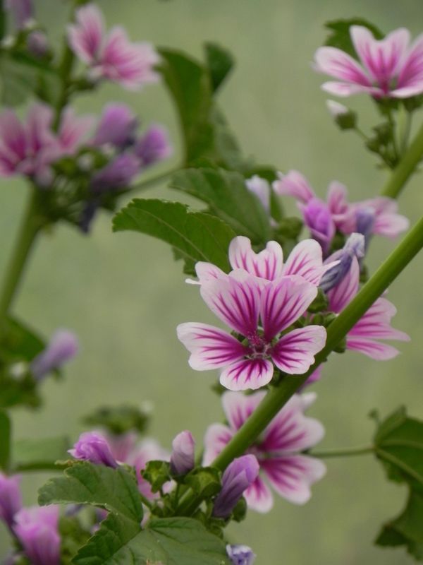 Malva sylvestris ‘Zebrina’