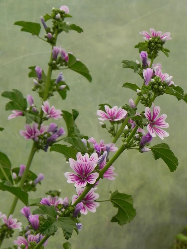 Malva sylvestris ‘Zebrina’