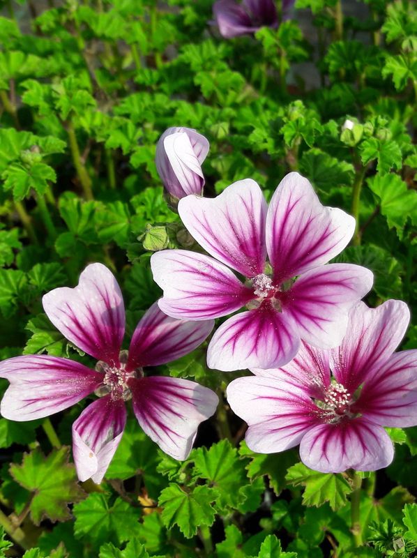 Malva sylvestris ‘Zebrina’