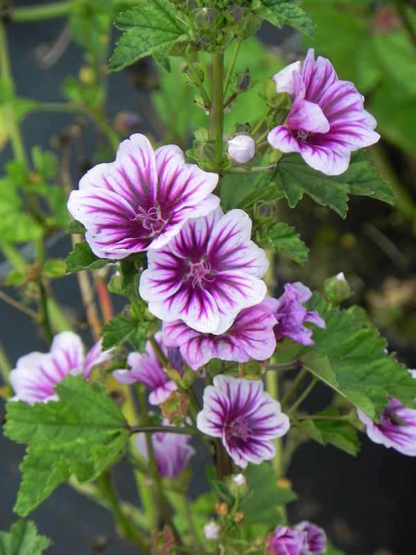 Malva sylvestris ‘Zebrina’