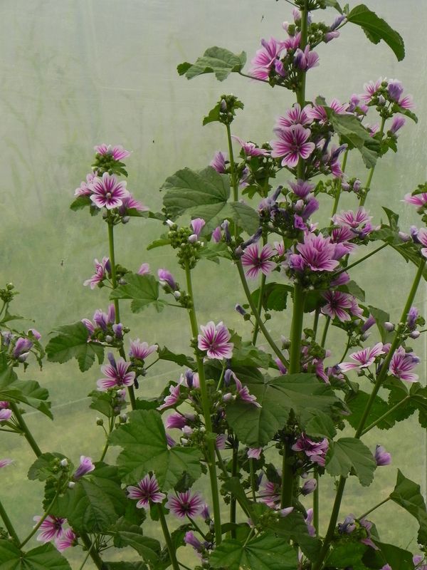 Malva sylvestris ‘Zebrina’