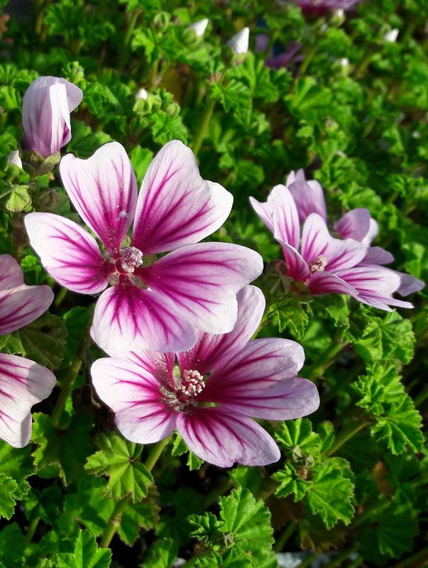 Malva sylvestris ‘Zebrina’