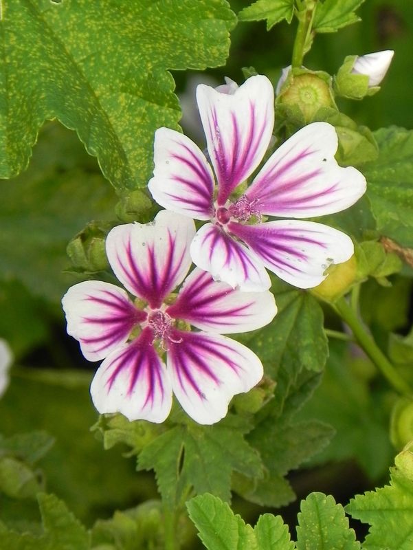 Malva sylvestris ‘Zebrina’