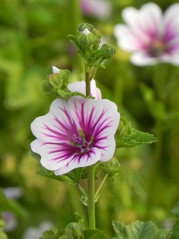 Malva sylvestris ‘Zebrina’
